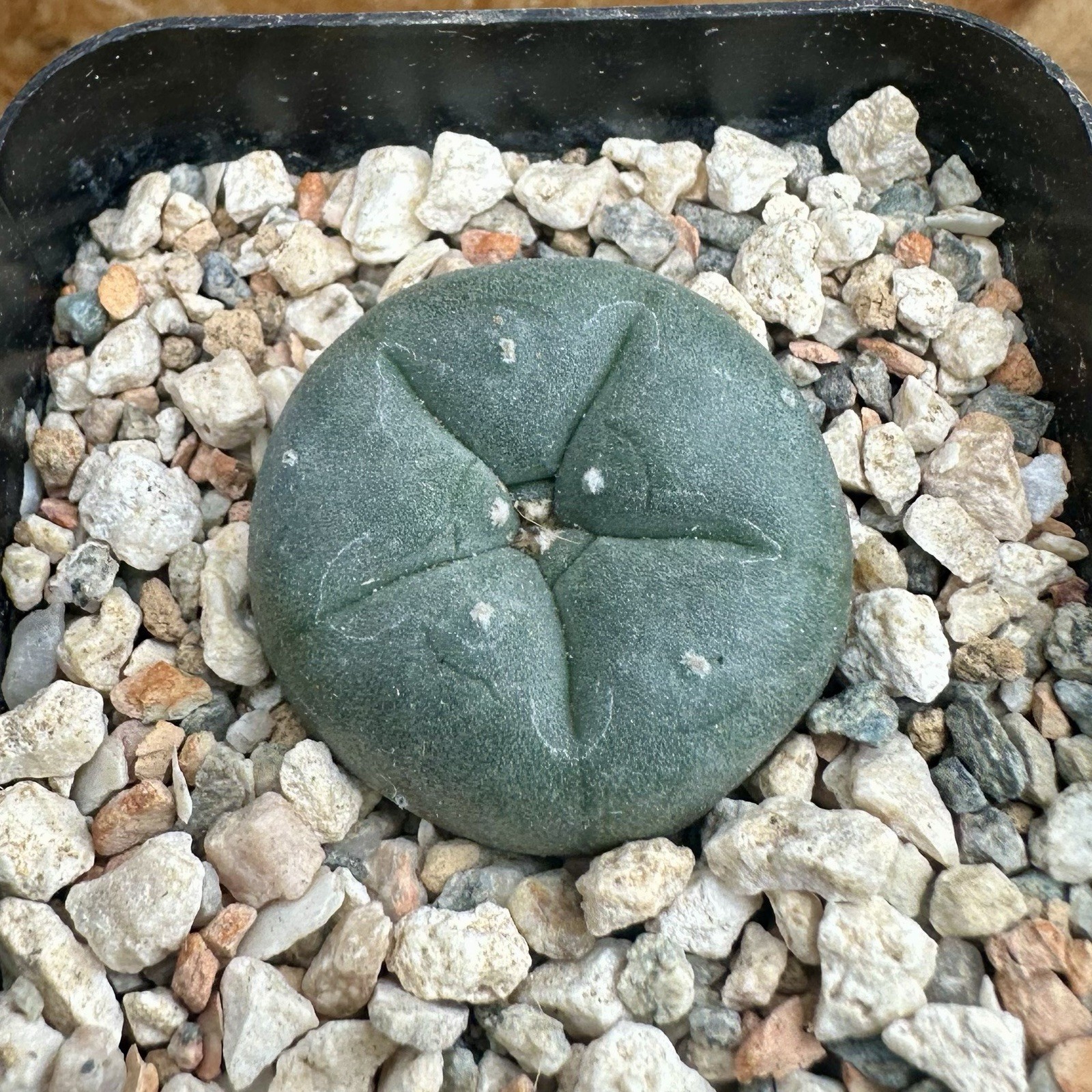 copiapoa ariocarpus aztekium cactus LIMITED “Big Bend” Seed Grown USA
