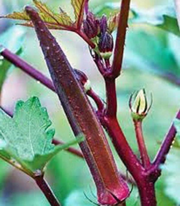 OKRA SEED, RED BURGANDY, HEIRLOOM, NON GMO, 500 SEEDS, GARDEN OKRA SEED