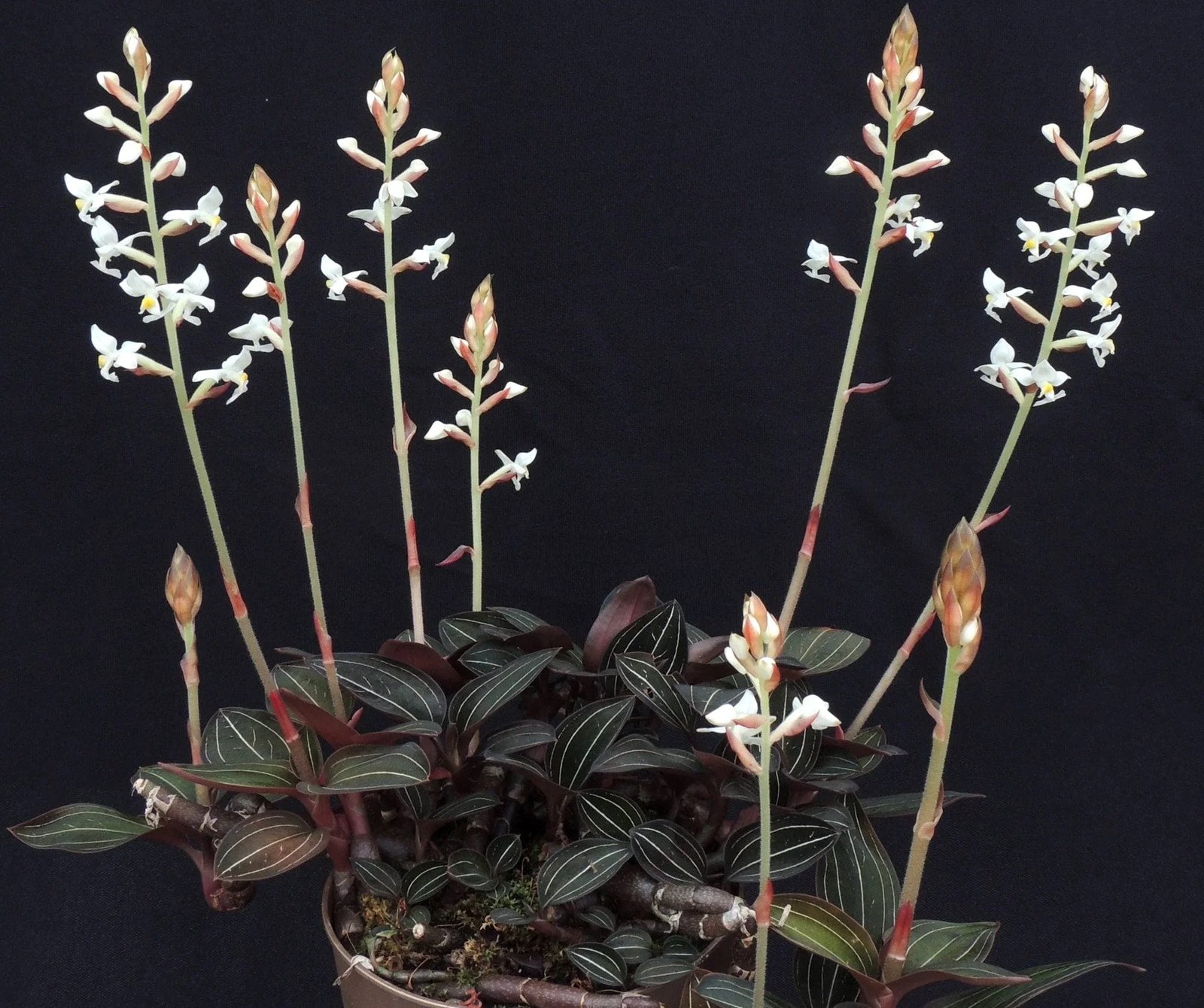 Jewel Orchid Live Plant in 3″ Pot – Ludisia Discolor – Orchid Plant – Houseplant