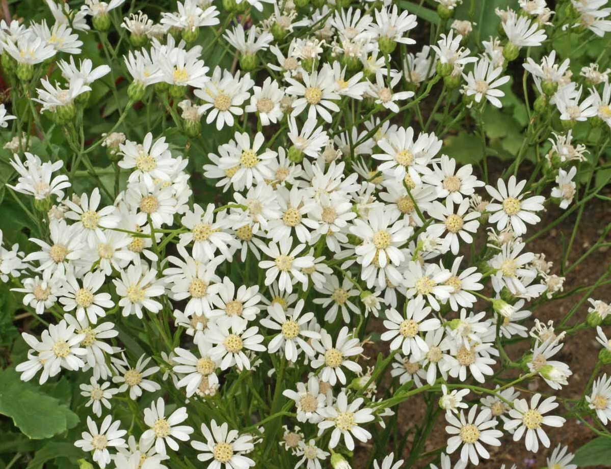 250 Aster White Upland Seeds Solidago ptarmicoides – Drought tolerant