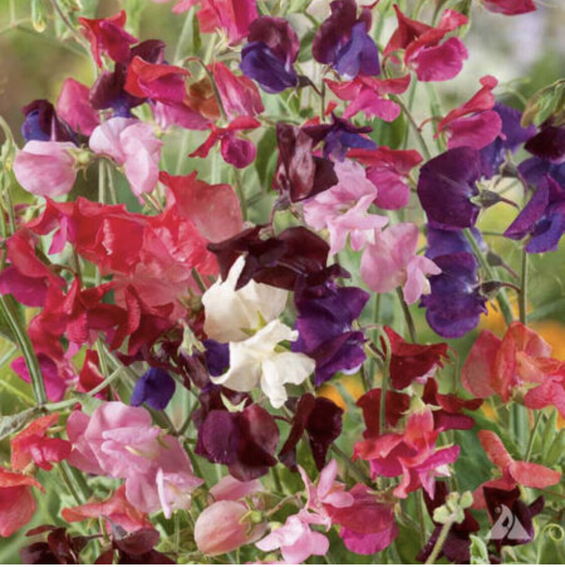 SWEET PEA HEIRLOOM Flower Mix Lathyrus Fragrant 5′ Tall Vine Non-GMO 35 Seeds!
