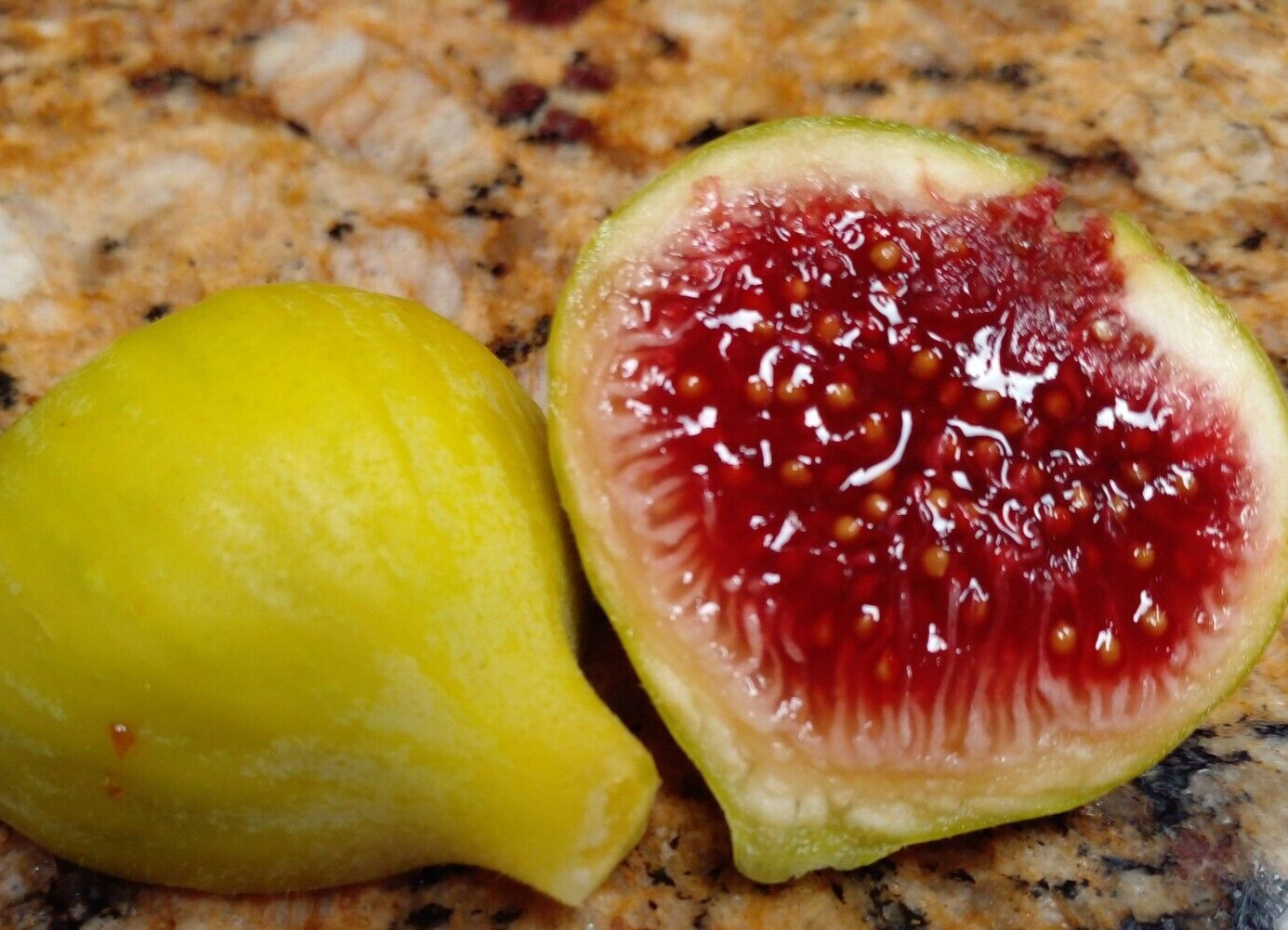 Ficus Palmata N1 White Punjab Fig Tree – 2 Cuttings – Unique Tasty Fig Variety