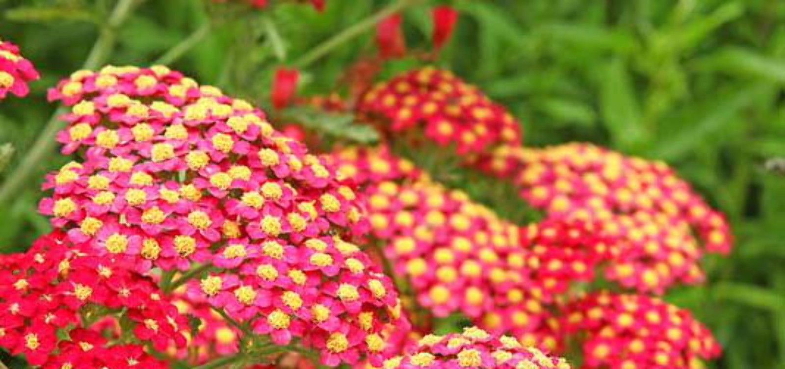 Red Yarrow ‘Paprika’ plant 3.25″ pot – Achillea millefolium