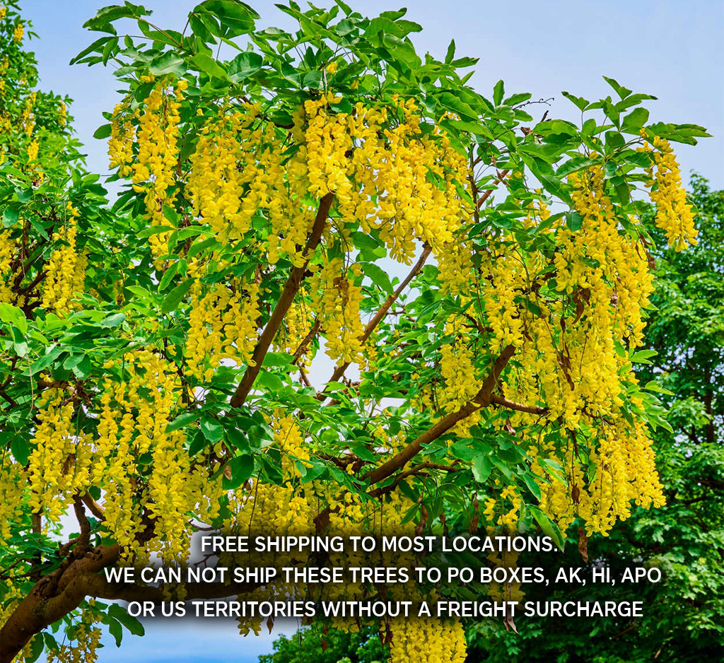 Golden Chain Tree (Laburnum anagyroides) – Live Potted Tree – Seedling