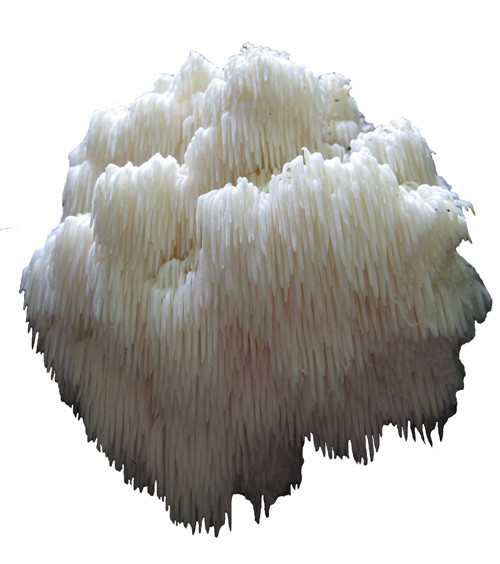 Bears Head Tooth (Hericium Americanum) Mushroom Liquid Culture