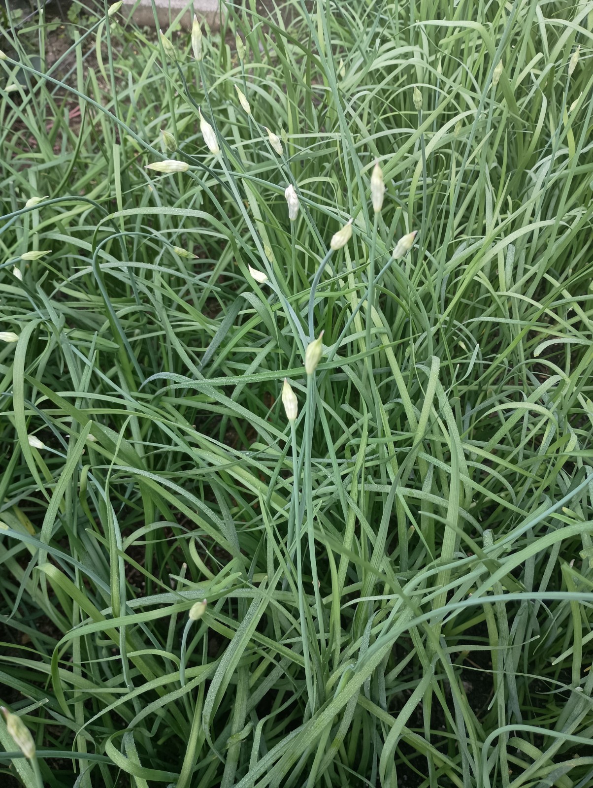 ON SALE 150+ Garlic Chive, Chinese Leek SEEDS, 韭菜种子