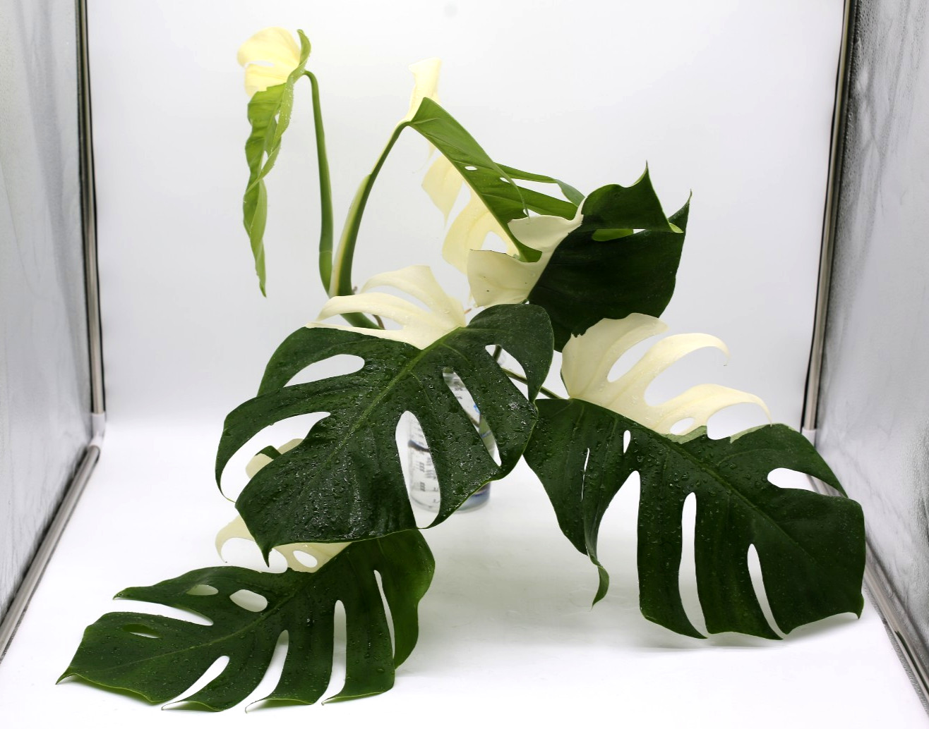 Monstera Albo Borsigiana Variegated Top Cutting Rooted