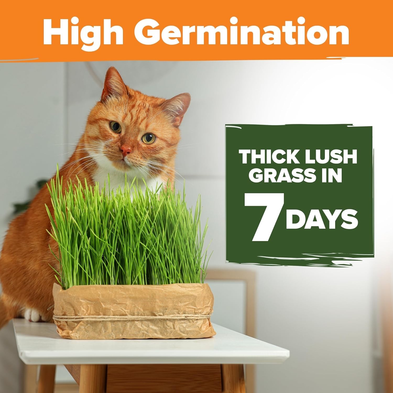 Pet-Friendly 1lb Heirloom Cat Grass – -Round Nutrition for Cats & Small Pets
