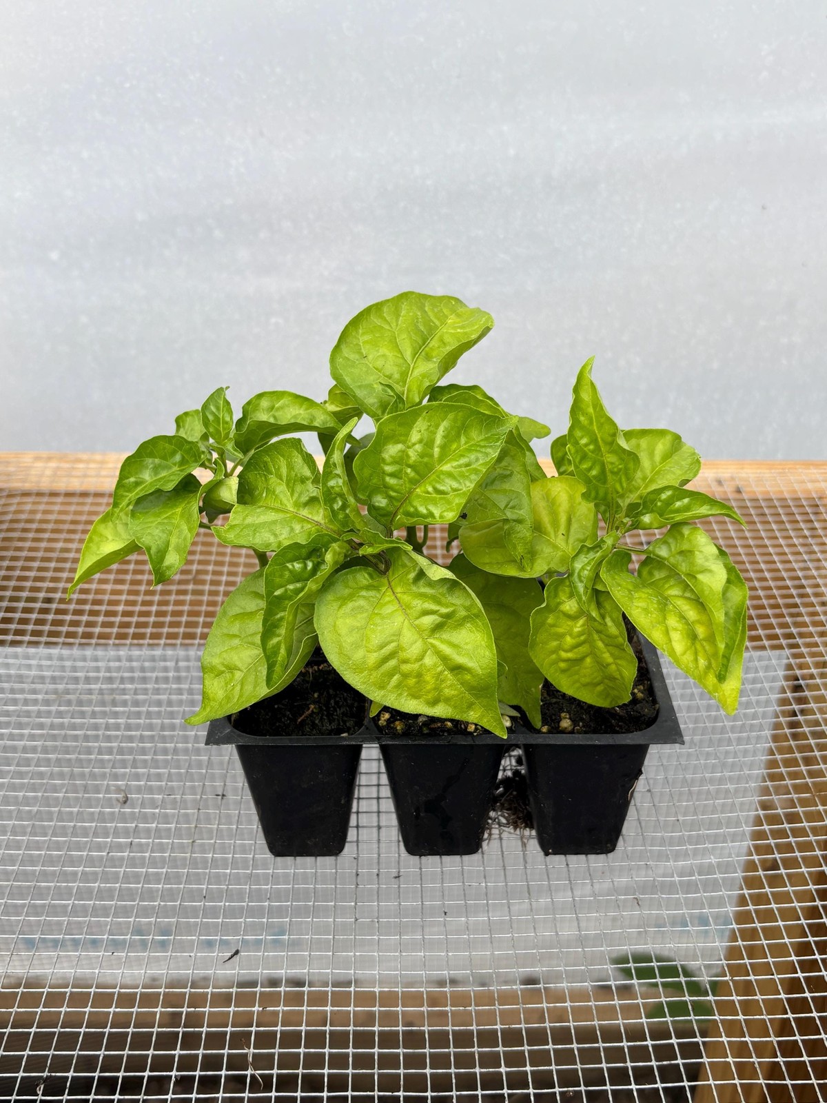 Ghost Pepper *HOT Pepper* Live Plant- Seedlings and Plants- 3″- 12″ tall- 30-60