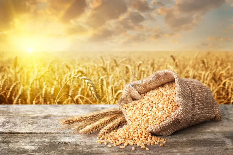 Bulghar Wheat Seeds (300) / ORGANIC / FLORIDA GROWN / HIGH FIBER