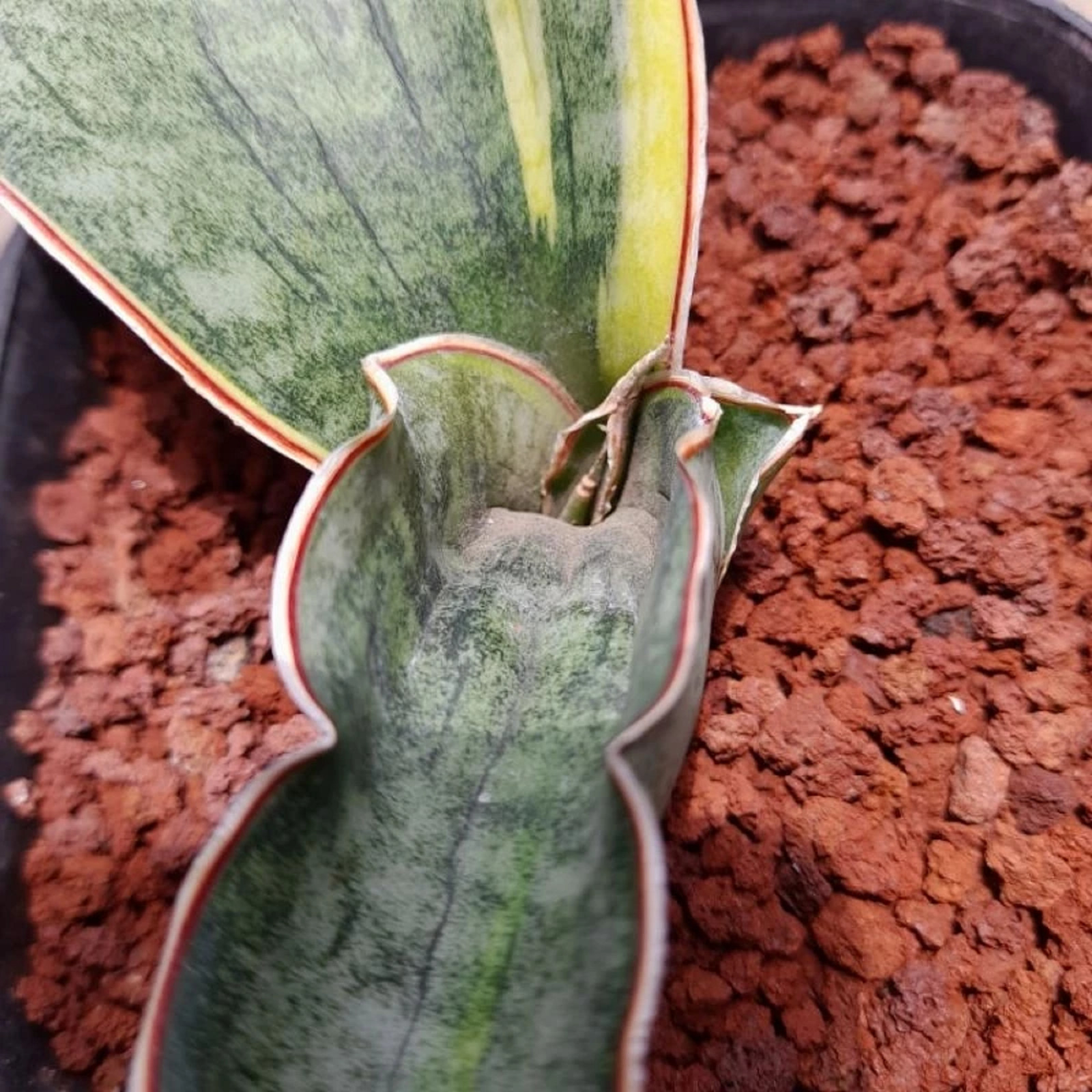 Sansevieria Dragon Jade varigata Rare Uniqe Snake Plant