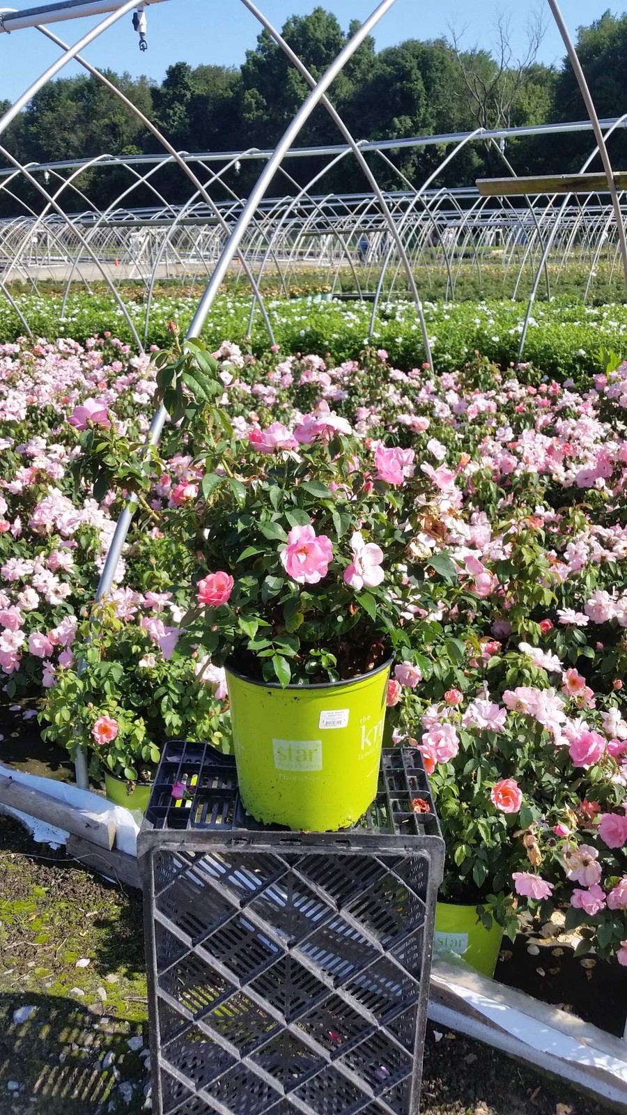 Green Promise Farms Rosa Peachy Knock Out Reblooming Rose 2 Size Container