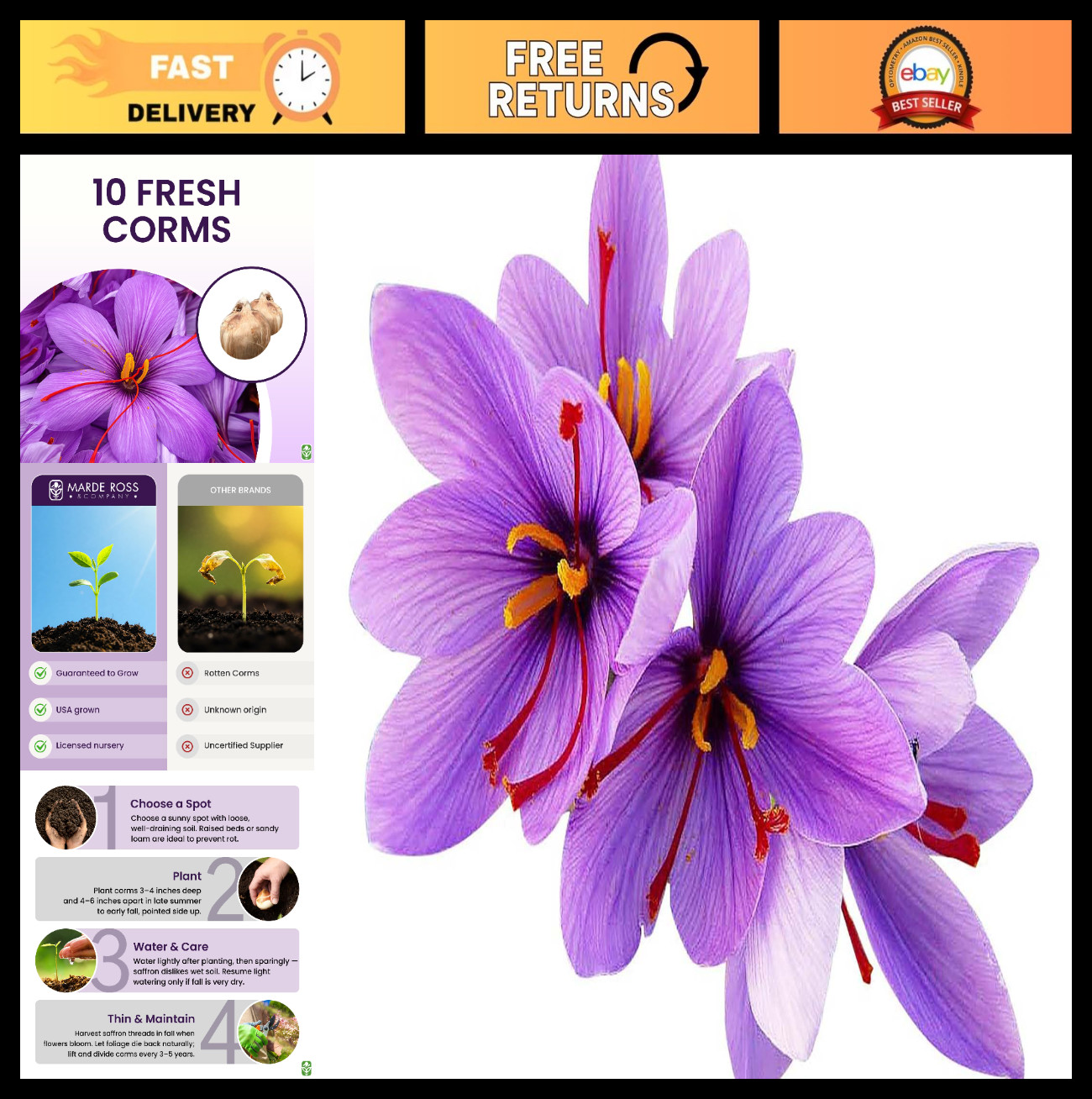 10 Large Saffron Crocus Corms – Purple Blooms – Perennial Outdoor Bulbs for Spic