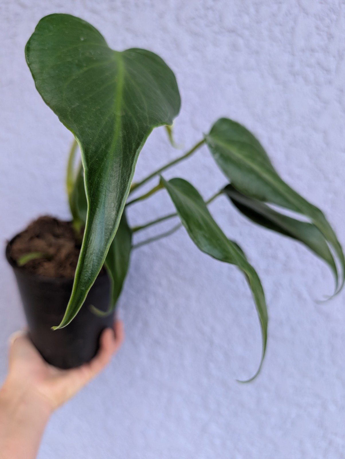Rare Monstera Burle Marx Flame – Rooted Plant – 5″ Pot – Collector Aroid