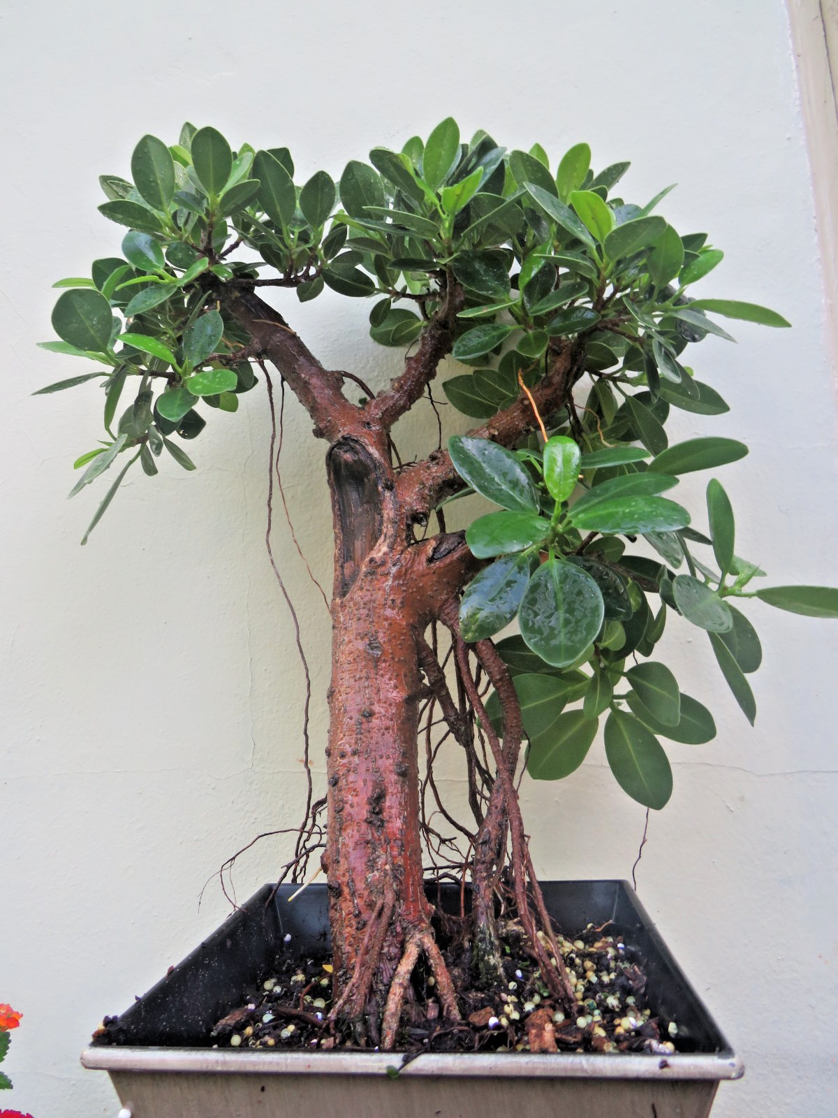 Ficus microcarpa Live Green Island Fig Tree Indoor, areal roots, Tropical Bonsai