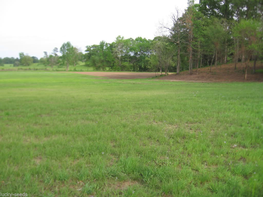 (On Backorder) Tifton 9 Bahia Grass Seed Certified 1/4 Lb Sampler Packet