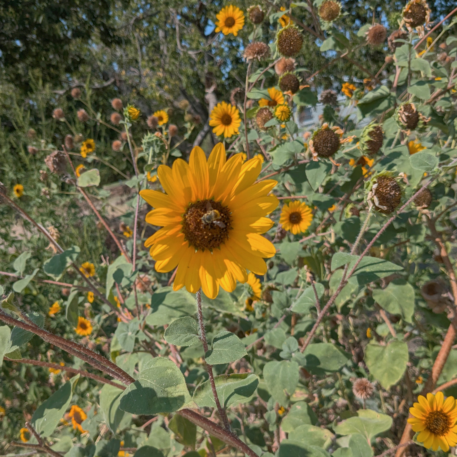 25+ Sunflower Seeds 3-6’+ Tall Branching Yellow Helianthus Annuus Texas Native
