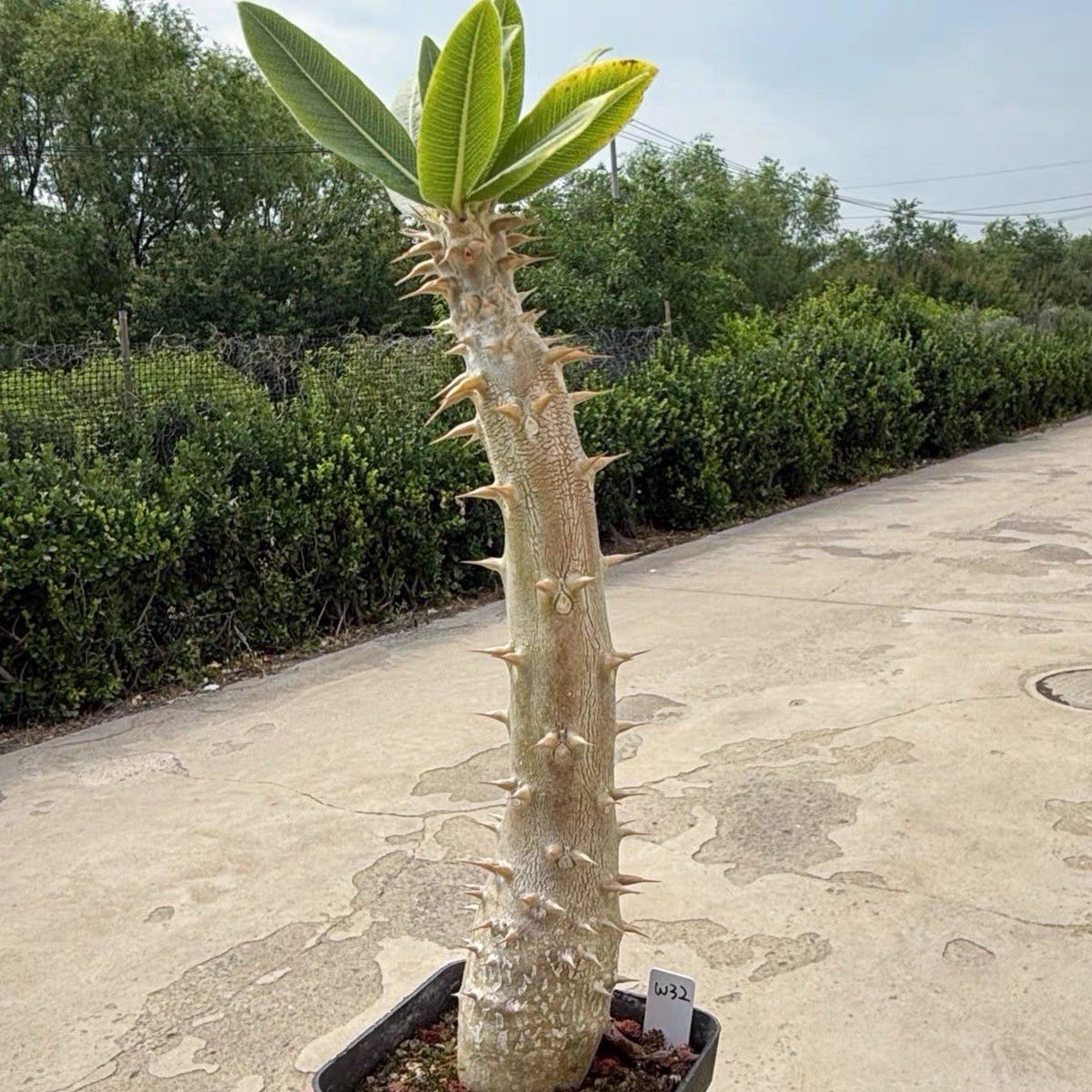 Pachypodium densiflorum Rare Caudex Succulent Exact Plant