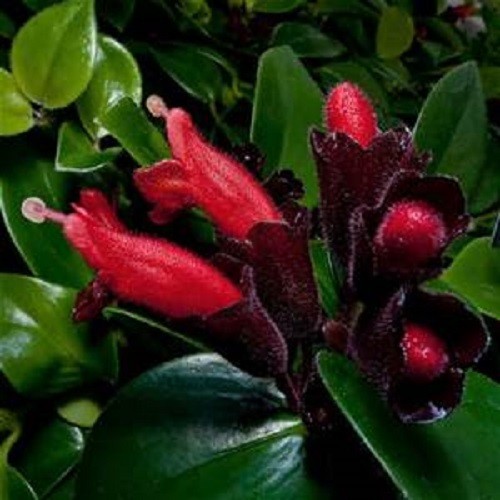 Red Flowering Lipstick Vine Starter Plant