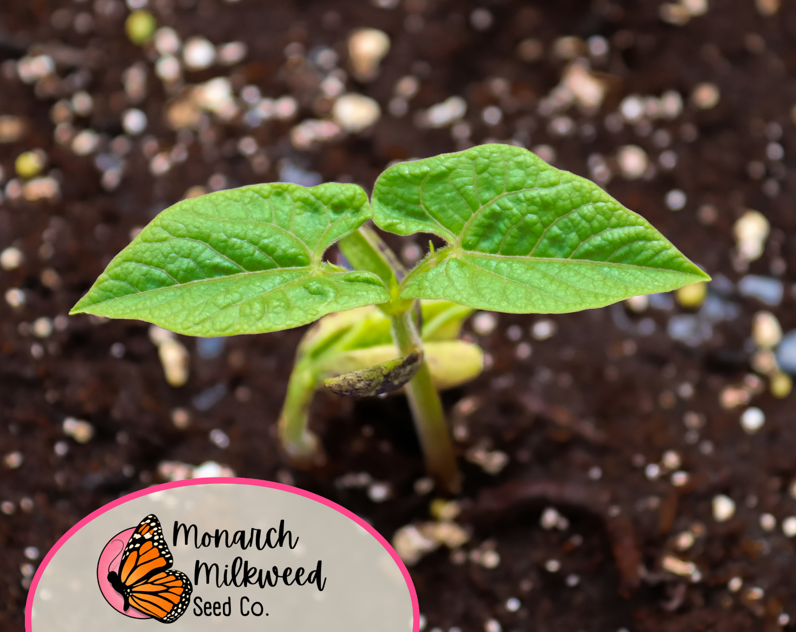25+ Bush Bean Seeds ‘Roma II’ | Heirloom, Non-GMO, Vegetable Gardening Seed, USA