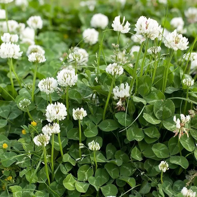 3000 White Ladino Clover Seeds – Forage Nitrogen Fixer Soil Fixer free shipping