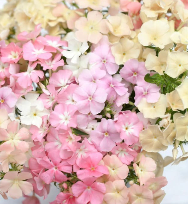 Phlox ‘pastel mix’ Fragrant Flower 25+ Seeds