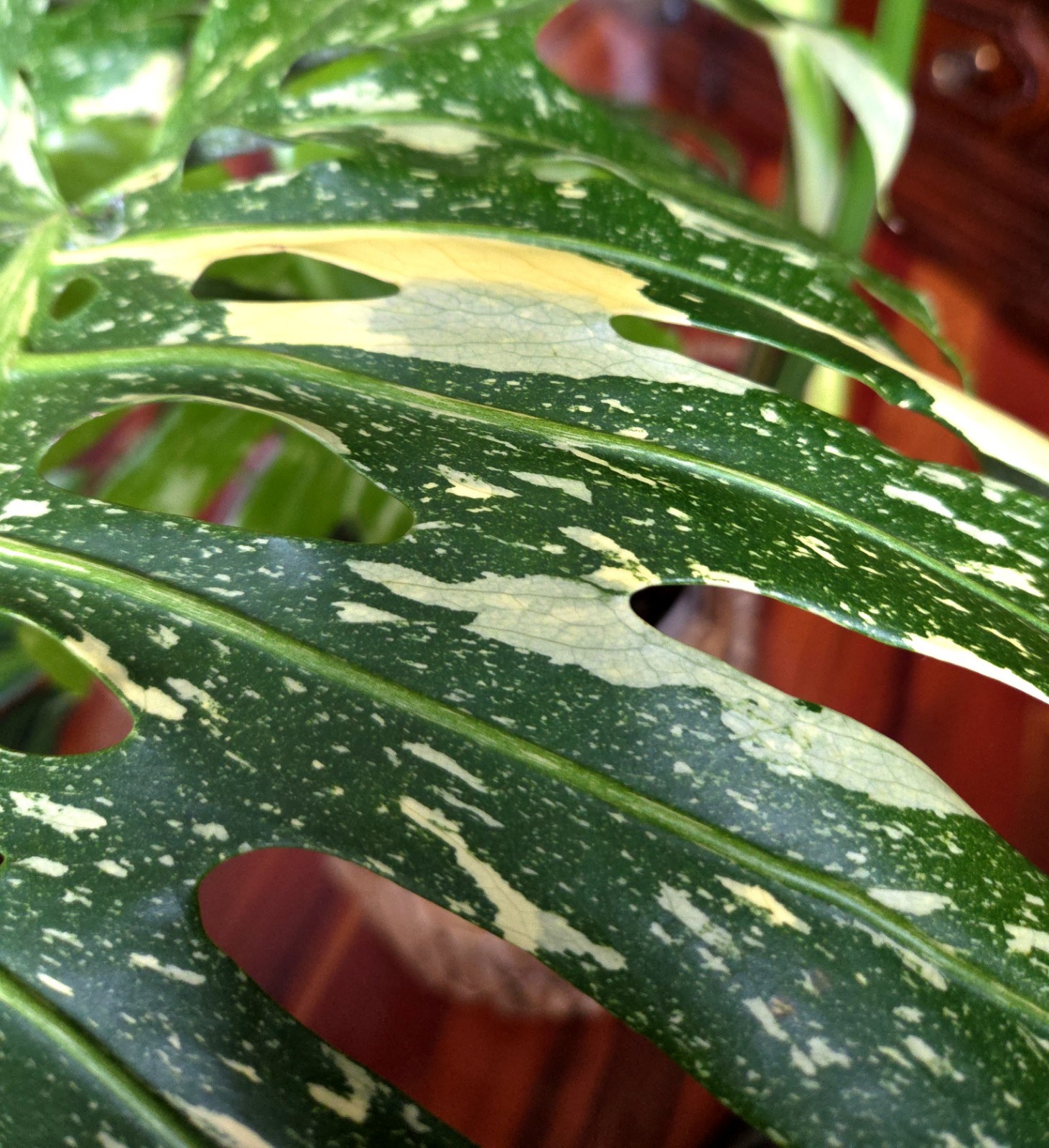 Rare XXL Monstera Thai Miracle Tricolor 31″ Tall Not Philodendron Anthurium