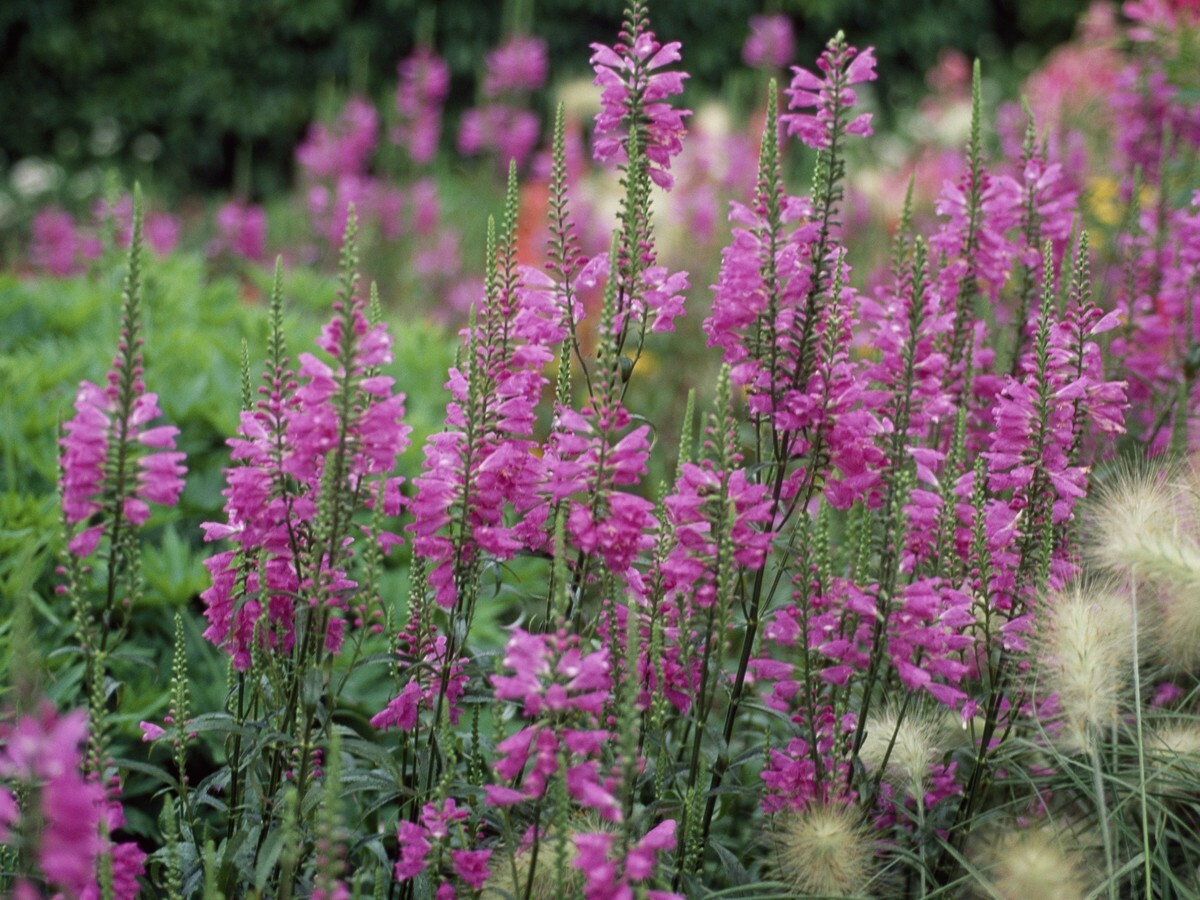 Live Cold Hardy Obedient Aquatic Pond/Bog Plant