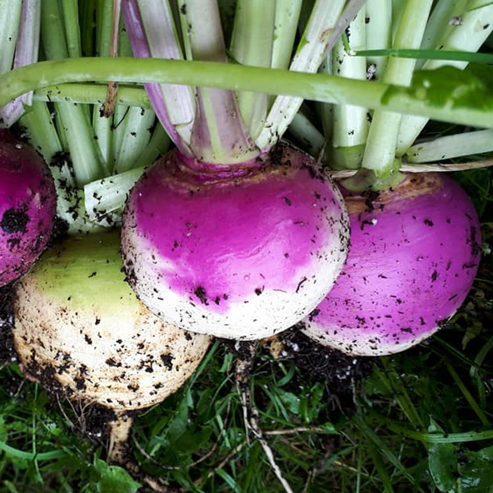 Purple Top White Globe Turnip Seeds, 1 LB, NON-GMO, FREE SHIPPING