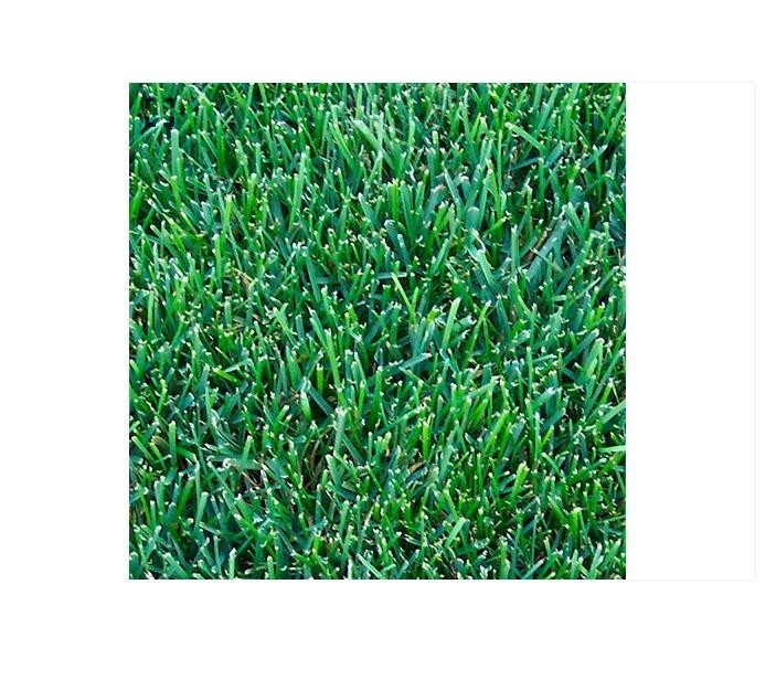 Kentucky Bluegrass Lawn & Grass Seed 85/80 – 50 lb Cool-Season Turf