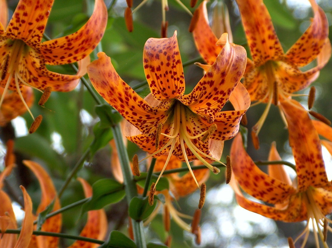 Humboldt Lily Seeds California Native Seed Lilium humboldtii ssp. ocellatum Rare