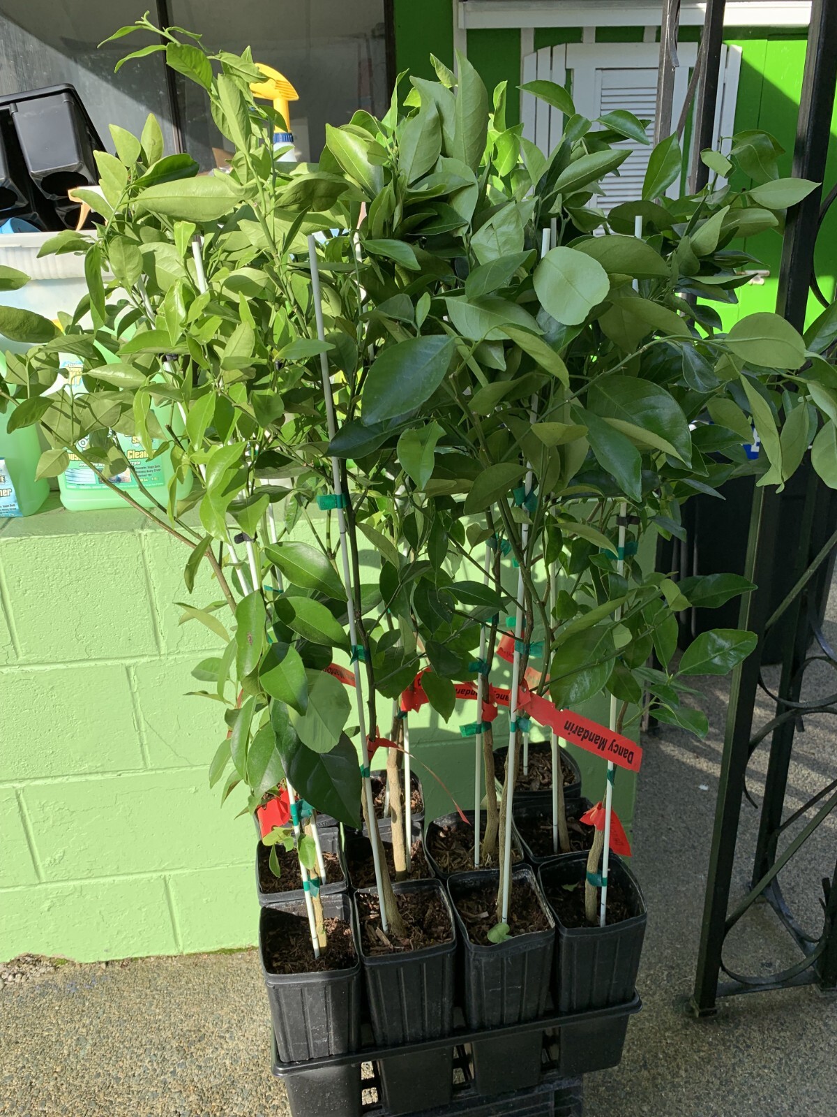 Dancy Semi-Dwarf Tangerine Tree: Grafted