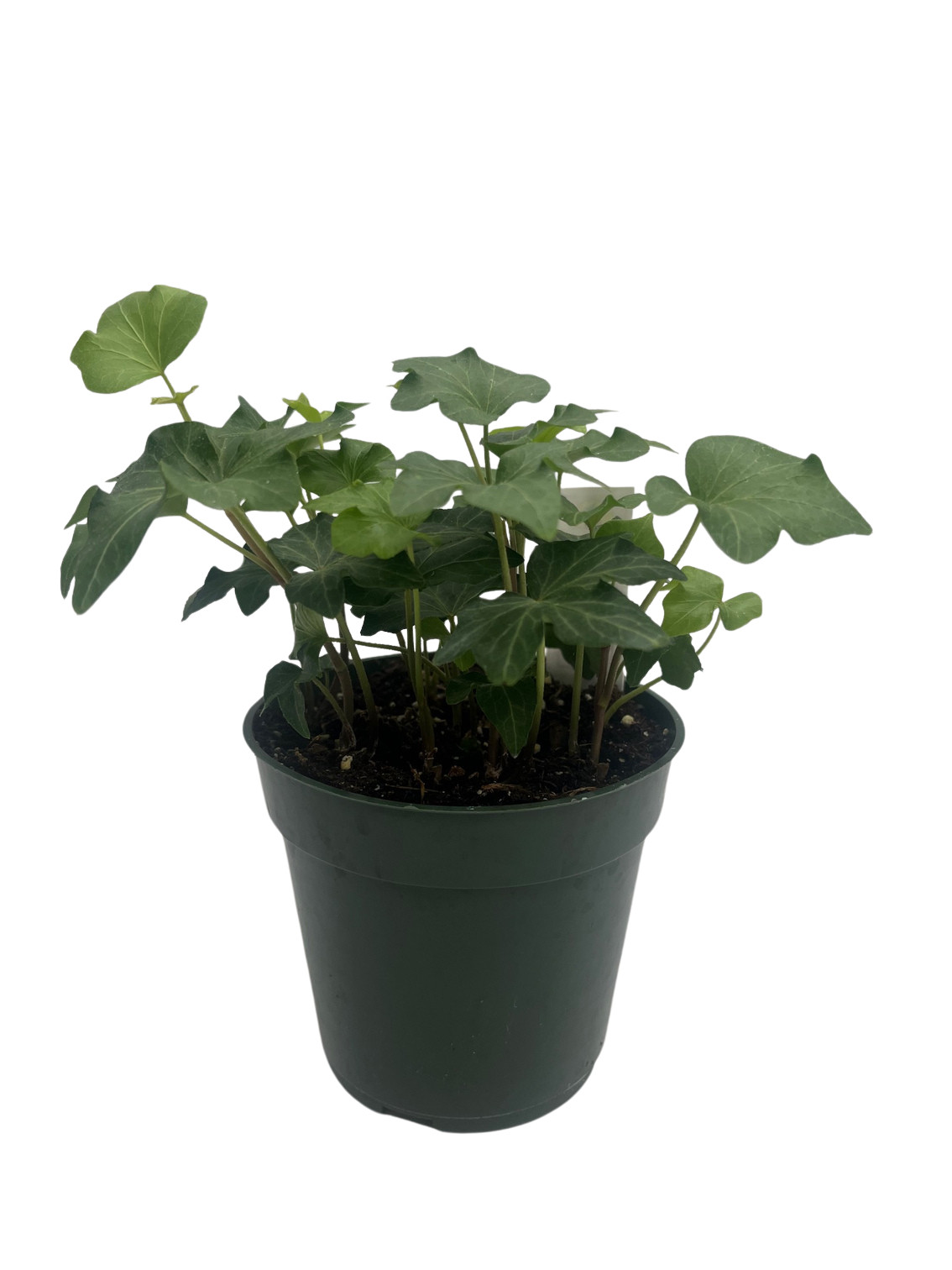 Irish Ivy – 4″ Pot – Hedera English Ivy