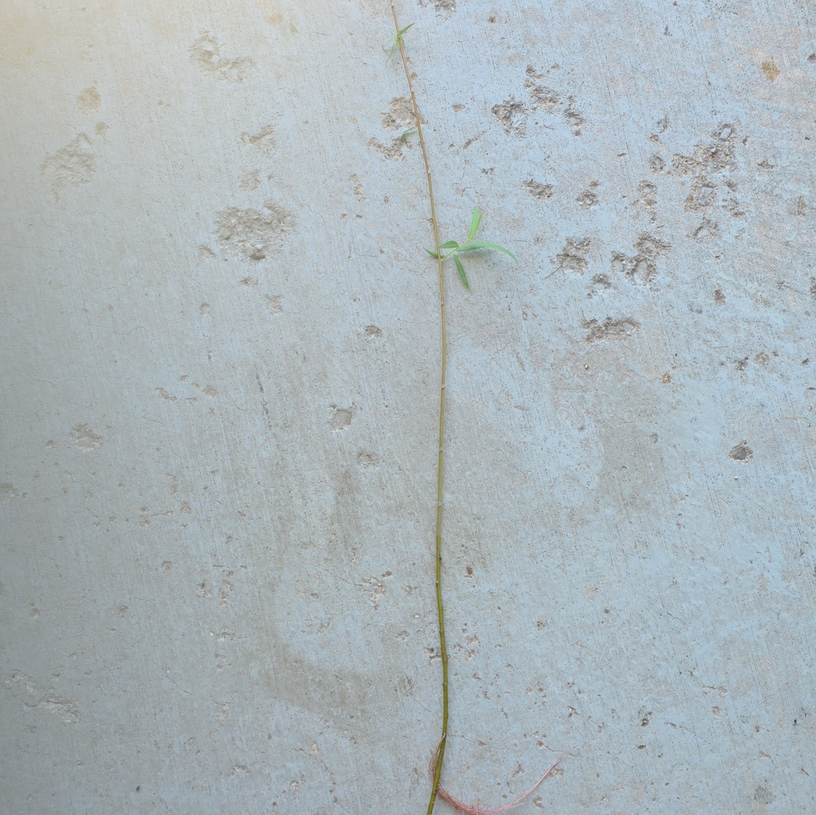 Weeping Willow (Salix) Bare Root Seedling, Deciduous Fast-Growing Tree, 1 Pack