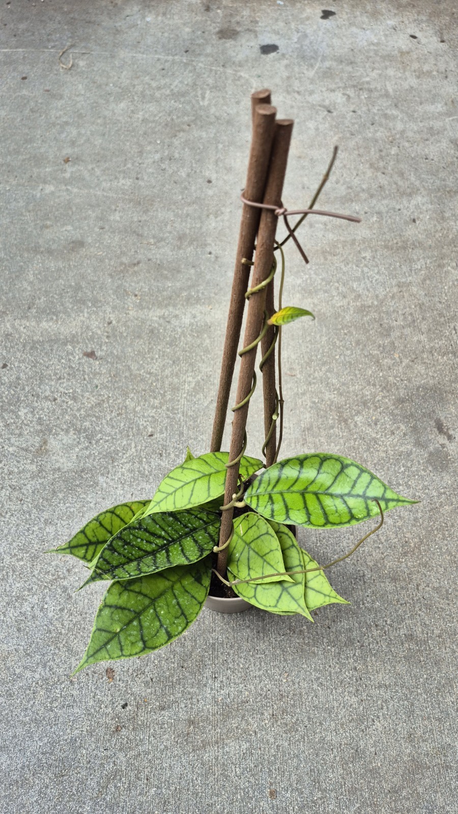 Hoya Callistophylla XL S22 sp Kalimantan Not Monstera Philodendron