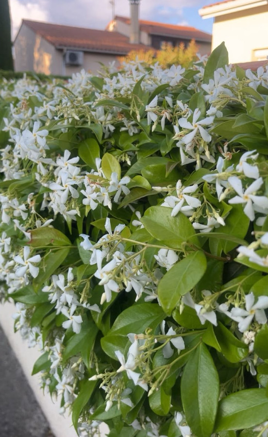 Star Jasmine Vine Live Plant – 1 Gallon Pot – Fragrant White Flowering Vine