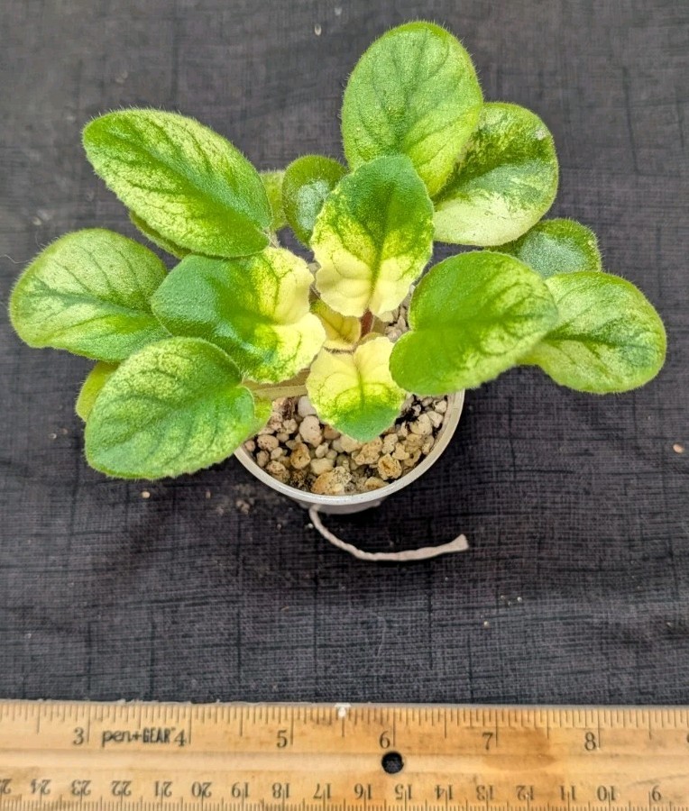 African Violet Plant -EK-Boy Bykov ~ Standard, variegated green
