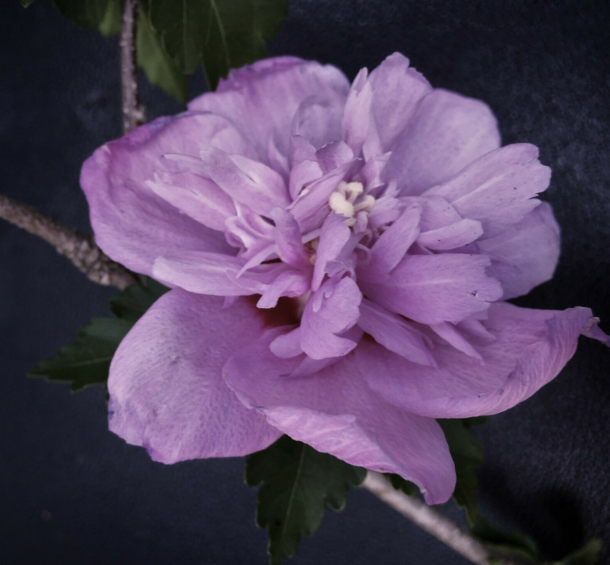 3 Rose Of Sharon Hibiscus Organic Live Plant w/Roots Transplant Starter Bush 1FT