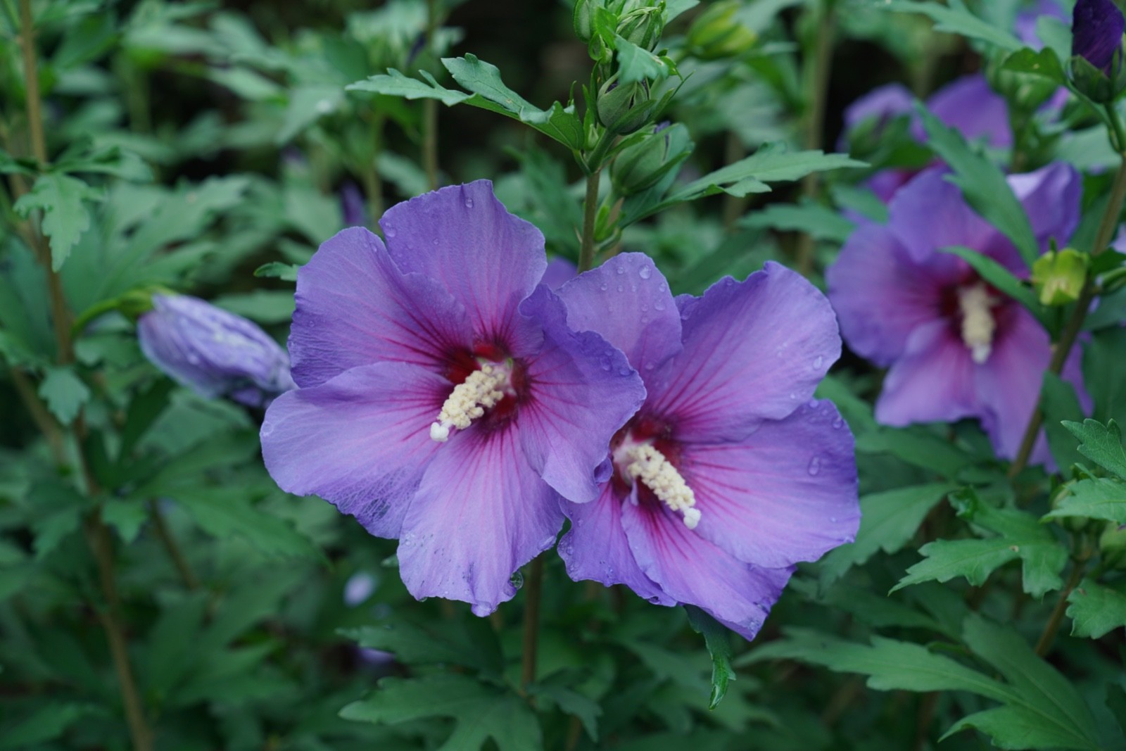 1 Purple Althea Hibiscus Rose of Sharon Starter Plant Bare Root