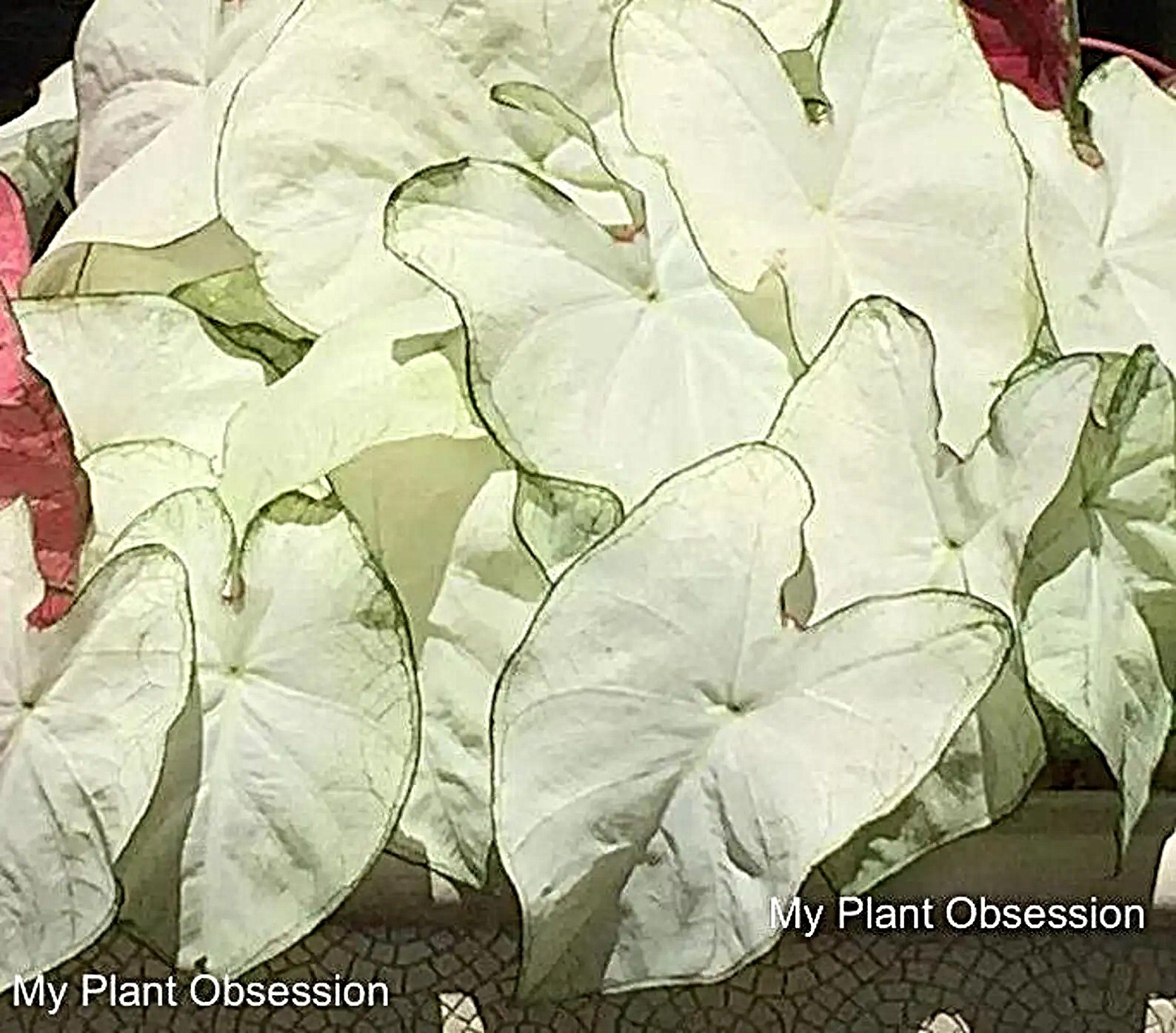 Caladium ‘Florida Moonlight’ Size#2(2 bulbs) (You get 2 bulbs)