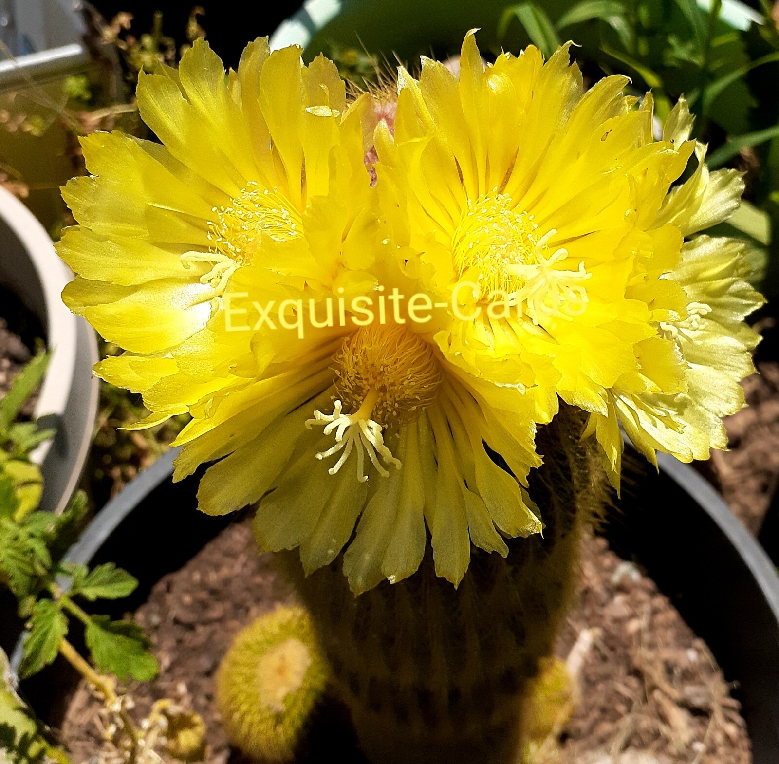 4 plants 2.5 & 1.5 inch Golden Lemon Ball Cactus (2 -Yellow Gazania Rooted Plant