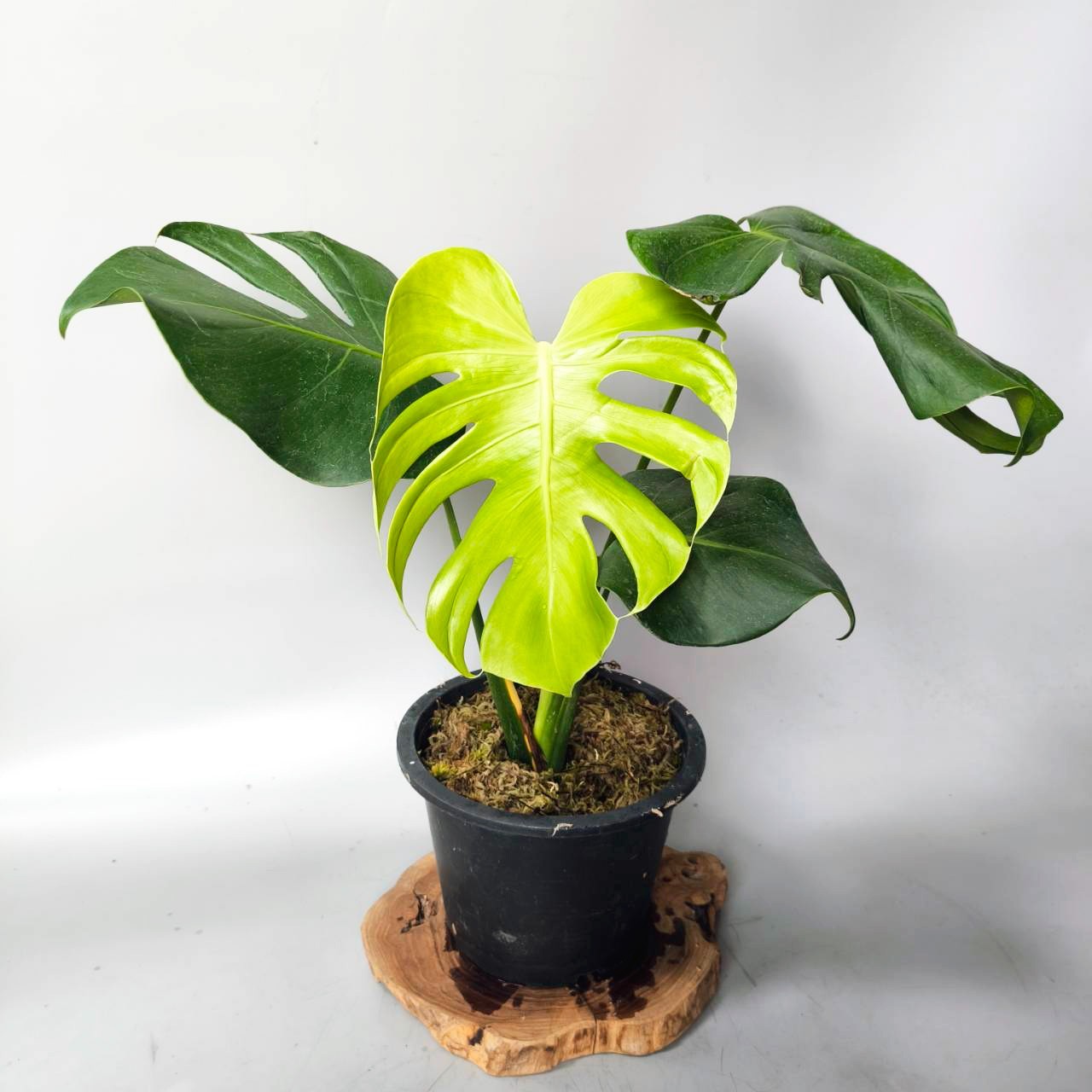 Monstera deliciosa Tattoo +++ Free Phytosanitary Certificate