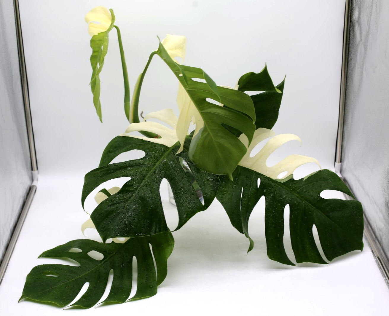 Monstera Albo Borsigiana Variegated Top Cutting Rooted