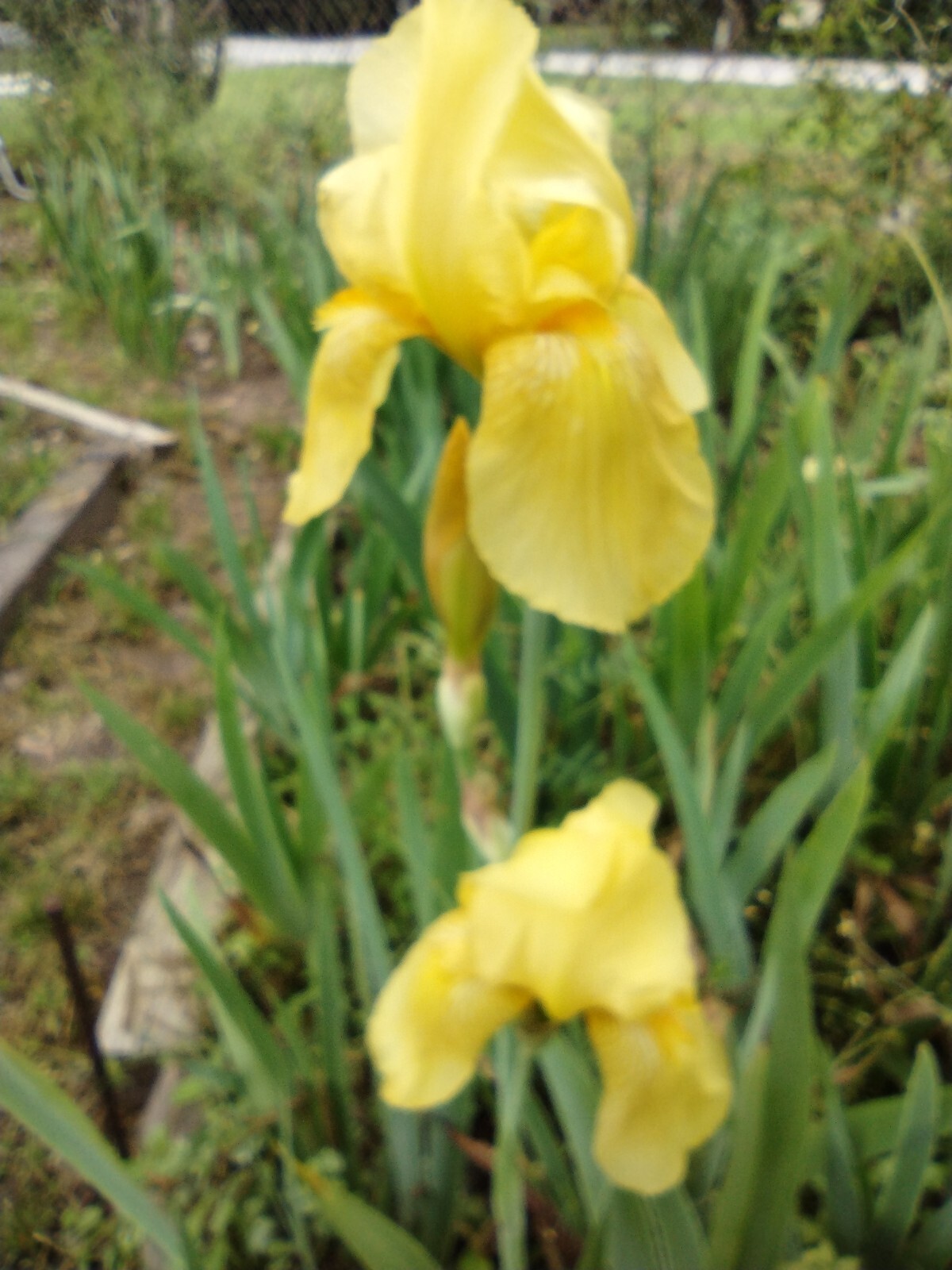 25xBearded Iris Rhizomes – Easy to Grow, FresH Mixed Colors FAST SHIPPING