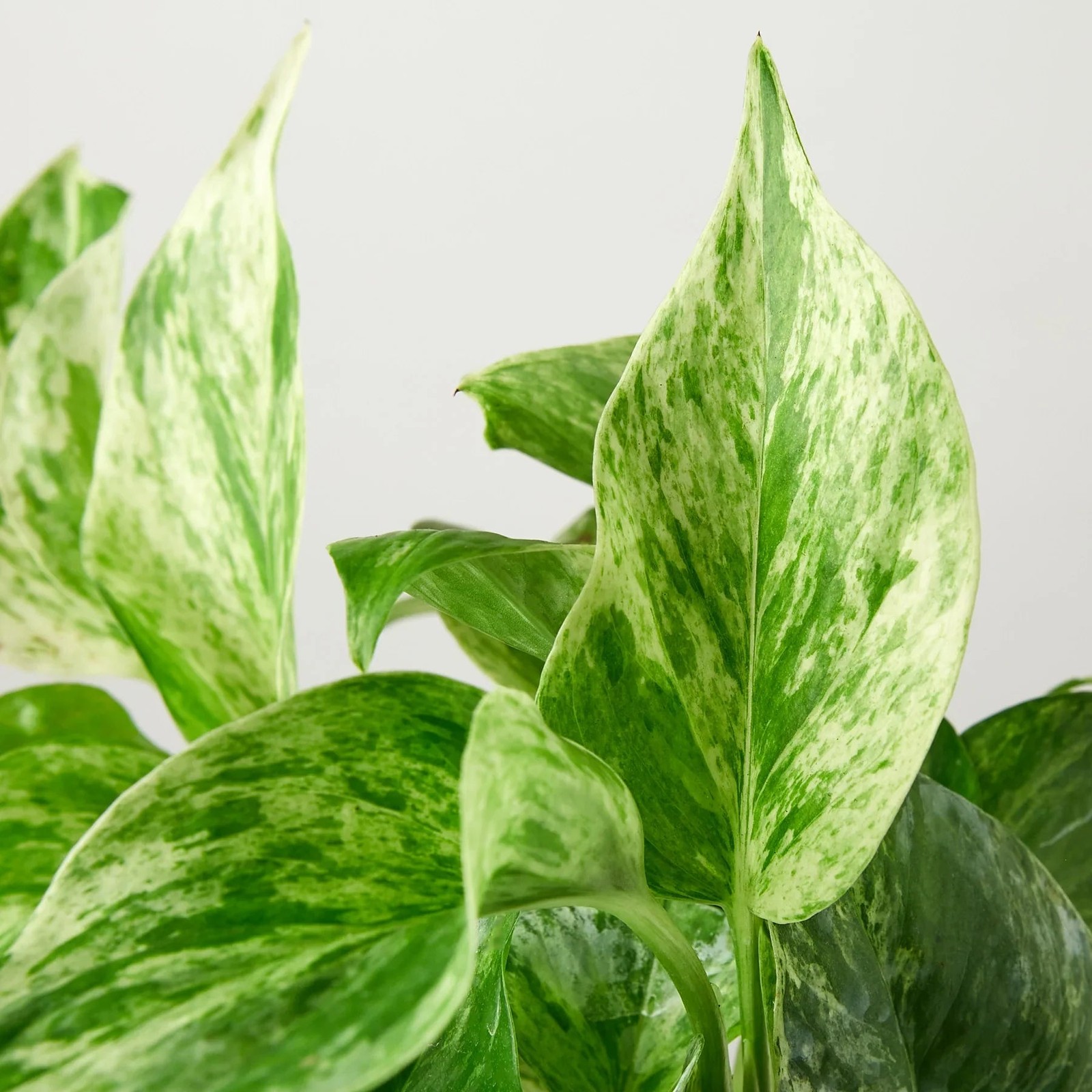 Pothos Marble Queen • Epipremnum aureum • Creamy White & Green Variegation
