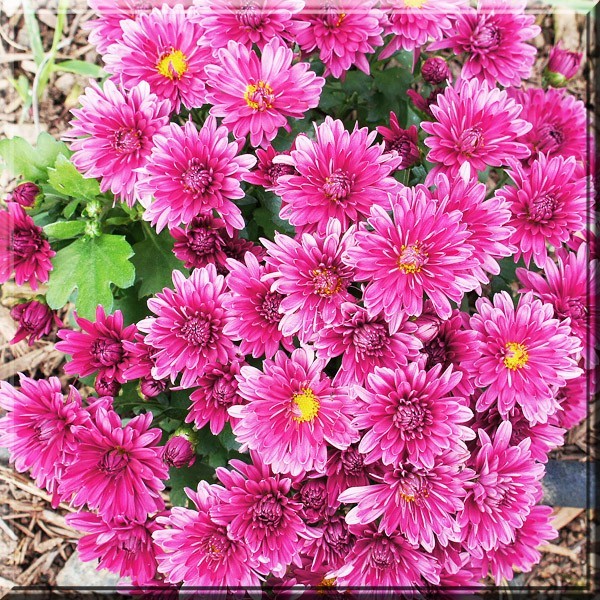2 Regal Cheryl Purple Chrysanthemum Chrysanthe Mum 2.5″ Pot Live Plant