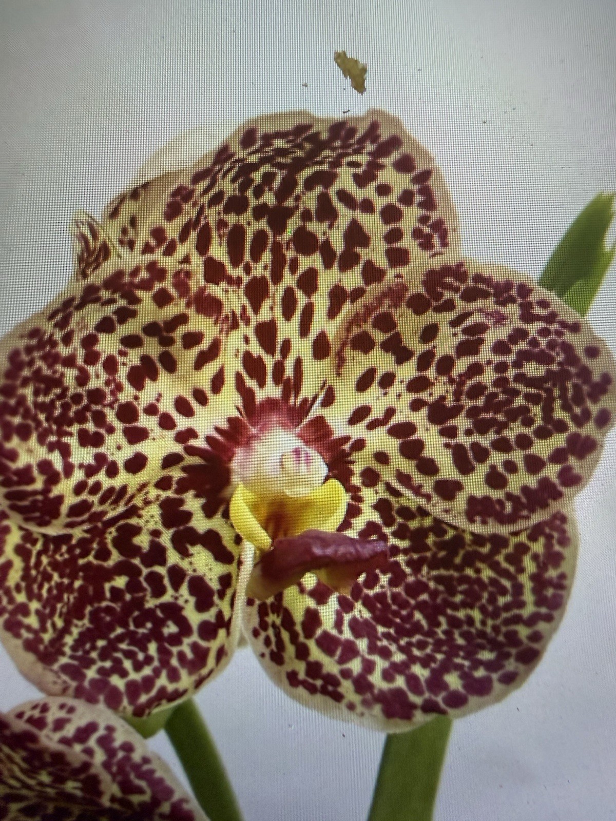 ORCHID PLANTS vanda Gold x Tubin Velvet Hawaii seedling size