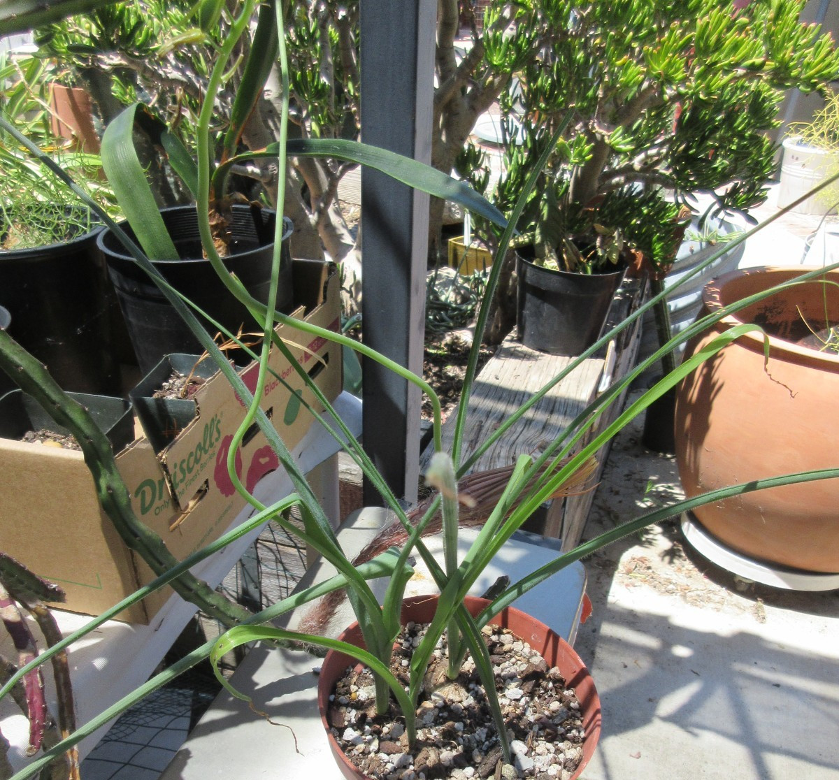 4 Albuca aurea Flowering FRESH Bulbs w/buds