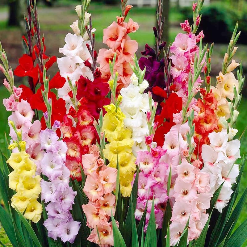 Grower Special Mix Gladiolus Flower Bulbs – 100 Bulbs Assorted Colors – Make …