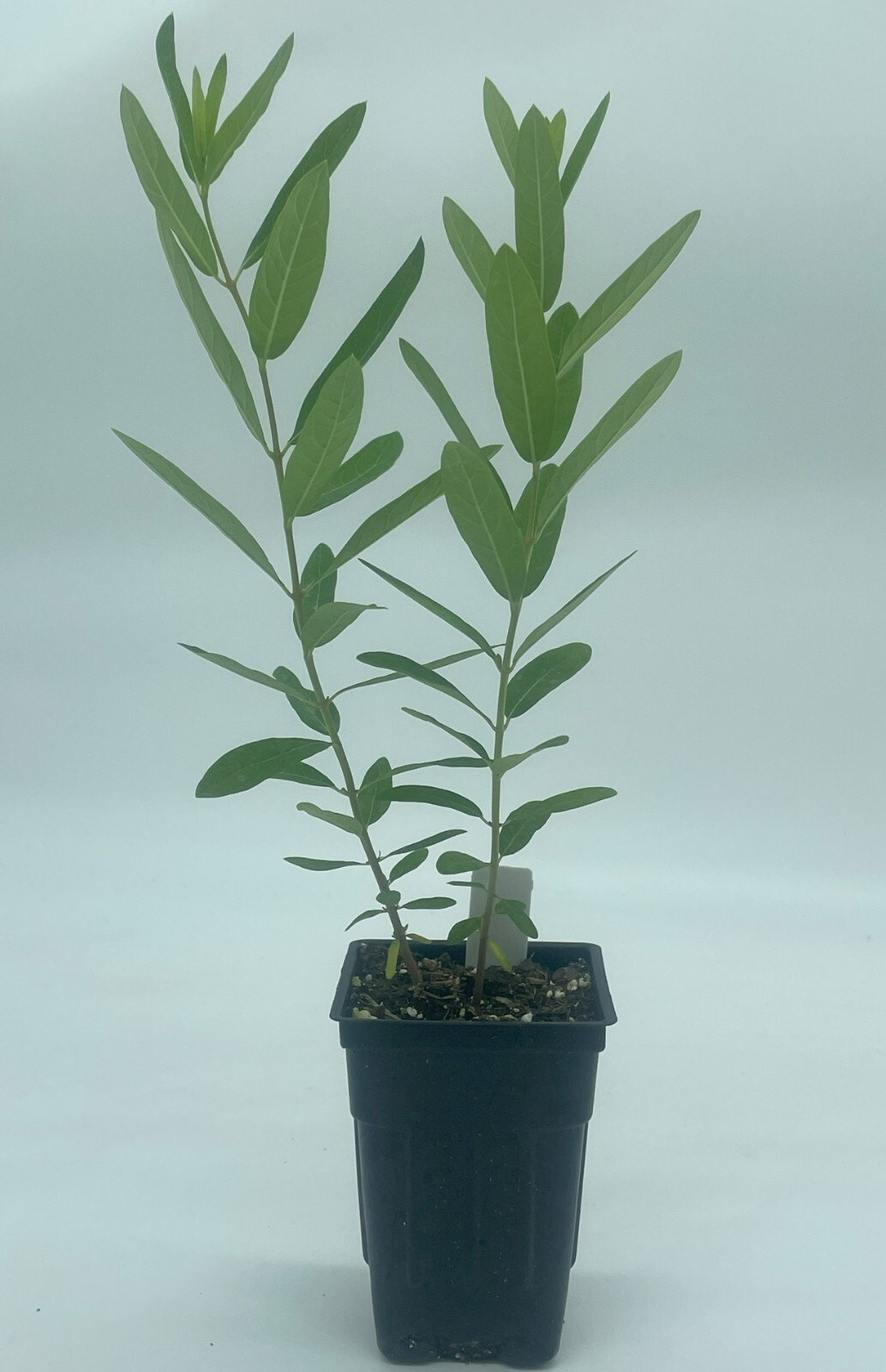 Dogbane Live Plant 3″ Starter Pot – Apocynum Cannabinum